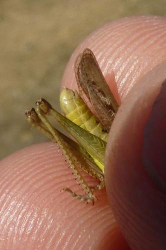Chorthippus sp.